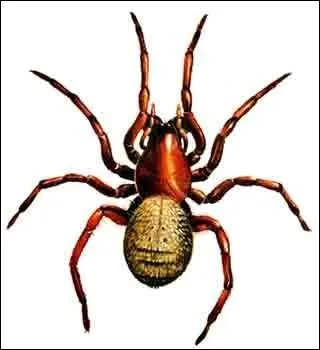 L'araigne argyronte a une particularit !