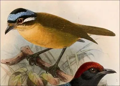 L'Ifrita de Kowald, petit oiseau de Nouvelle-Guine, a lui aussi une tonnante particularit !