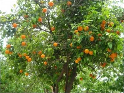 Pour monter le score un facile.