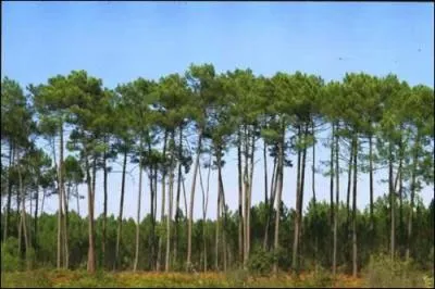 Quel est cet arbre ?