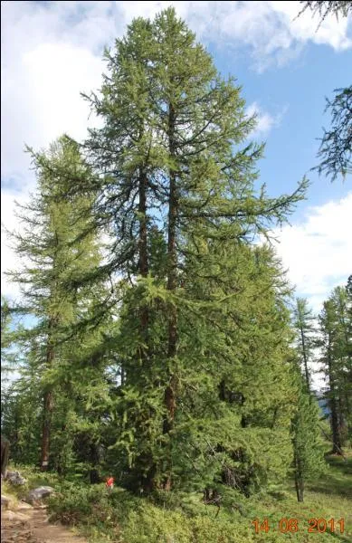 Quel est cet arbre ?