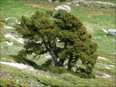 Quel est cet arbre ?
