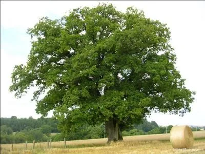 Quel est cet arbre ?