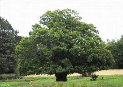 Quel est cet arbre ?