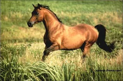 Comment appelle-t-on un cheval avec une robe marron et un crin noir ?