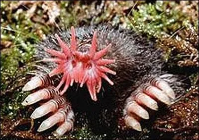 Quelle est cette espce de taupe ?