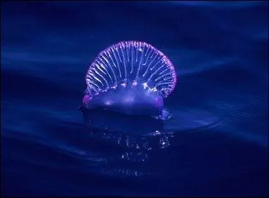 Cette espce d'animal marin ?