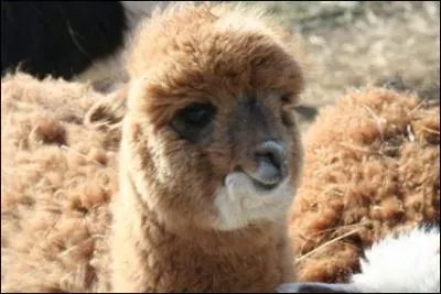 Et celui-ci ? C'est un lama crois avec un mouton. Qu'est-ce que a donne ?