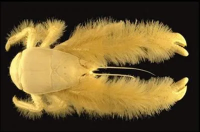 Ce crabe, quelle est sa race ?