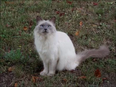 Quelle est cette race ?