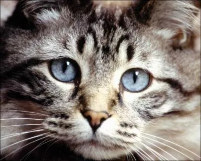 Quelle est cette race ?