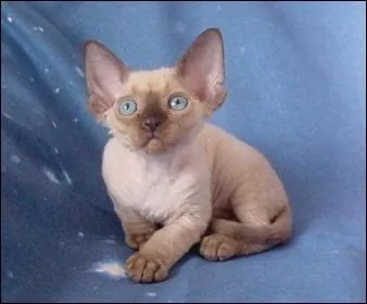 Quelle est cette race ?