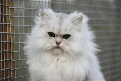 Quelle est cette race ?