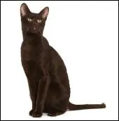 Quelle est cette race ?