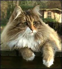 Quelle est cette race ?