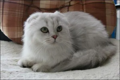 Quelle est cette race ?