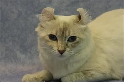 Quelle est cette race ?