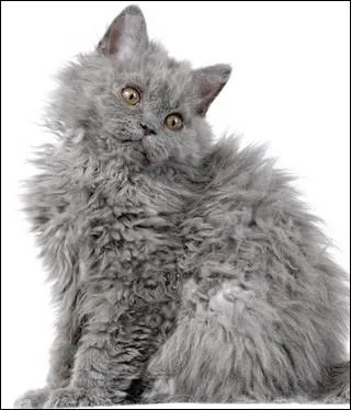 Quelle est cette race ?