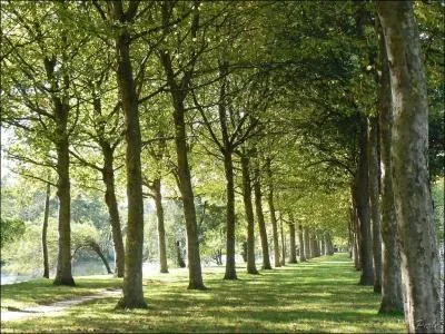 Trs trs sale temps pour cet arbre, qui borde nos routes depuis si longtemps !