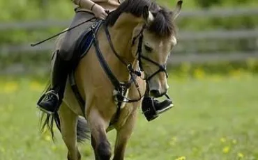 Quiz Galop 3
