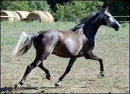 Le mcanisme du trot :