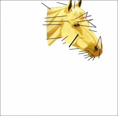 Qu'indique le trait violet ? (Cliquez sur l'image pour l'agrandir)