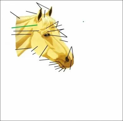 Qu'indique le trait vert ? (Cliquez sur l'image pour l'agrandir)