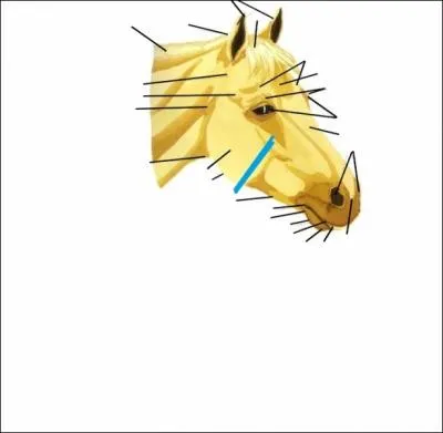 Qu'indique le trait bleu ? (Cliquez sur l'image pour l'agrandir)