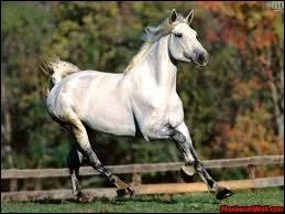 Le galop est une allure...