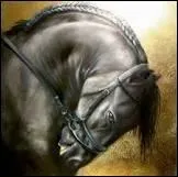 Comment appelle-t-on le Frison ?