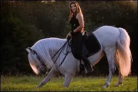 Quelle race de cheval est aussi intelligente que le Frison ?