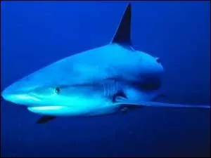 A cause de quelle question Lori a t-elle dmissionne ?