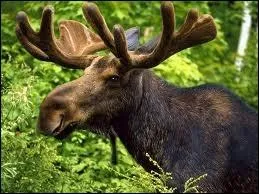 Quels sont les deux autres noms donns  l'lan ?