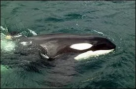 Il est l'orque de ''Sauvez Willy'', il s'appelle...