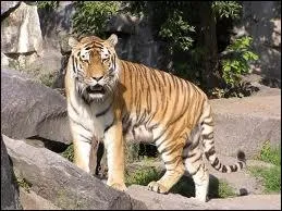 Les rayures des tigres sont uniques, ils n'y a pas deux individus qui ont les mmes.