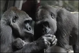 Le gorille est le troisime animal le plus proche de l'homme aprs... (deux rponses )