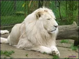 Le lion blanc est une forme mutante du...