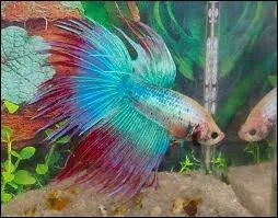 Quelle temprature est ncessaire au combattant, lors d'une reproduction?