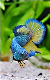 Si la temprature de l'eau est aux environs de 30C, la longvit du combattant est estime  :