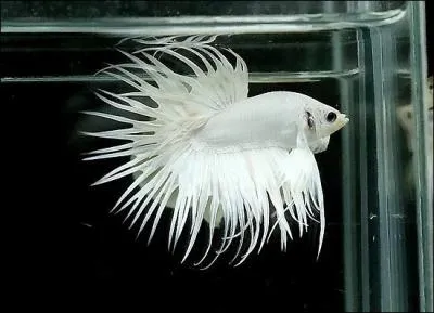 L'closion des oeufs intervient dans :