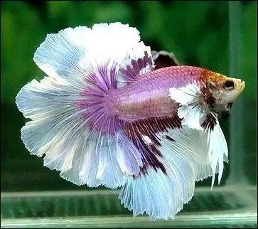 Il existe plusieurs formes de poissons combattants :