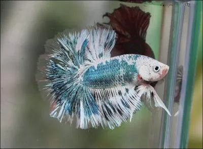 En langue thae, il est appel  pla kat . Mais que signifie ce nom en franais ?