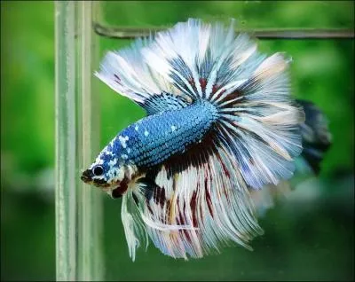 Depuis quelle anne les Thalandais et les Cambodgiens l'utilisent-ils pour des combats ?