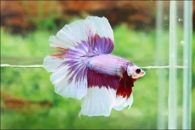  l'tat naturel, le combattant ne ressemble pas aux poissons que l'on a coutume de trouver dans le commerce :