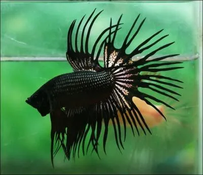 Le combattant sauvage est brun rougetre ml de vert bleut sombre. Mais quand les premiers sujets colors ont-ils t obtenus ?