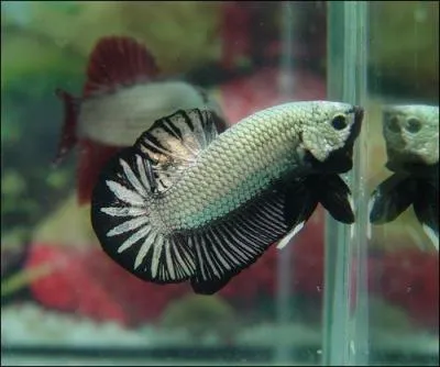 Ce sont des franais qui ont rapport les premiers combattants en Europe. Mais savez-vous en quelle anne ?