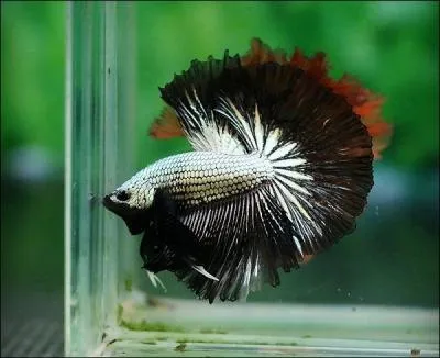 Le combattant vit essentiellement dans des eaux :