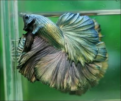 Le poisson combattant peut respirer directement l'air ambiant :