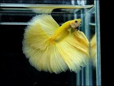 Le betta est un carnivore qui se nourrit :