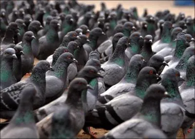 Qui a la phobie des pigeons ?